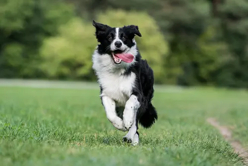 Learn More About Liz's Pet Shop in Chicago, IL